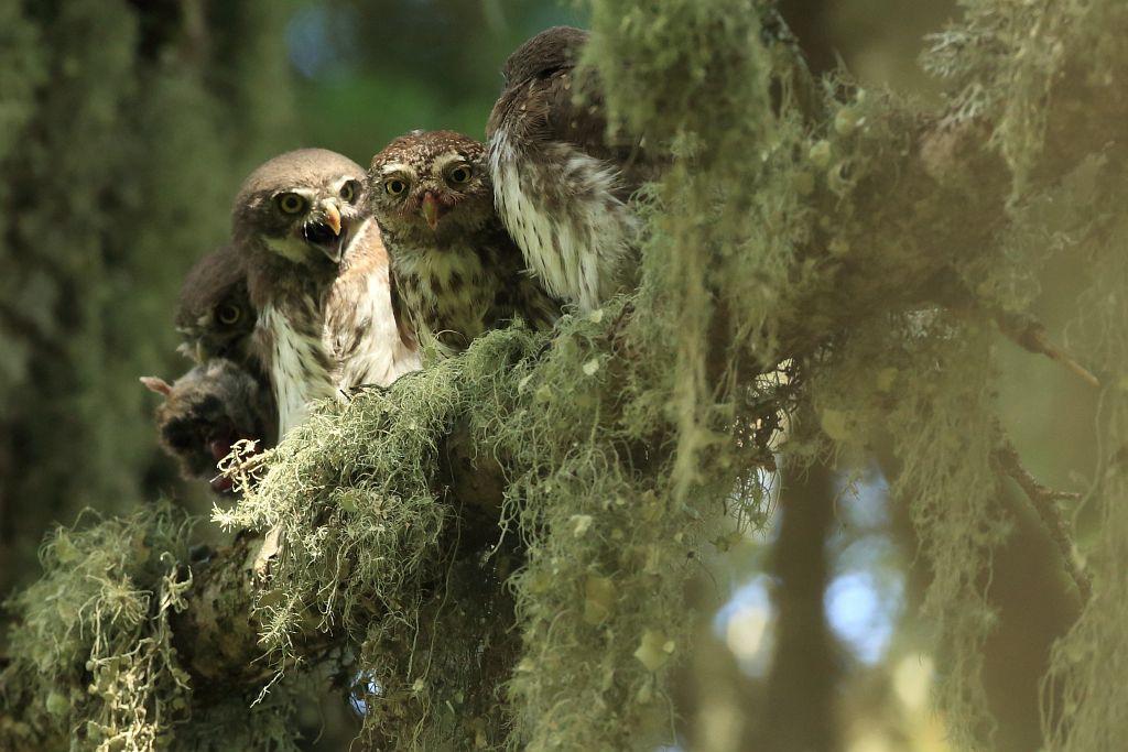 Chouettes sur une branche