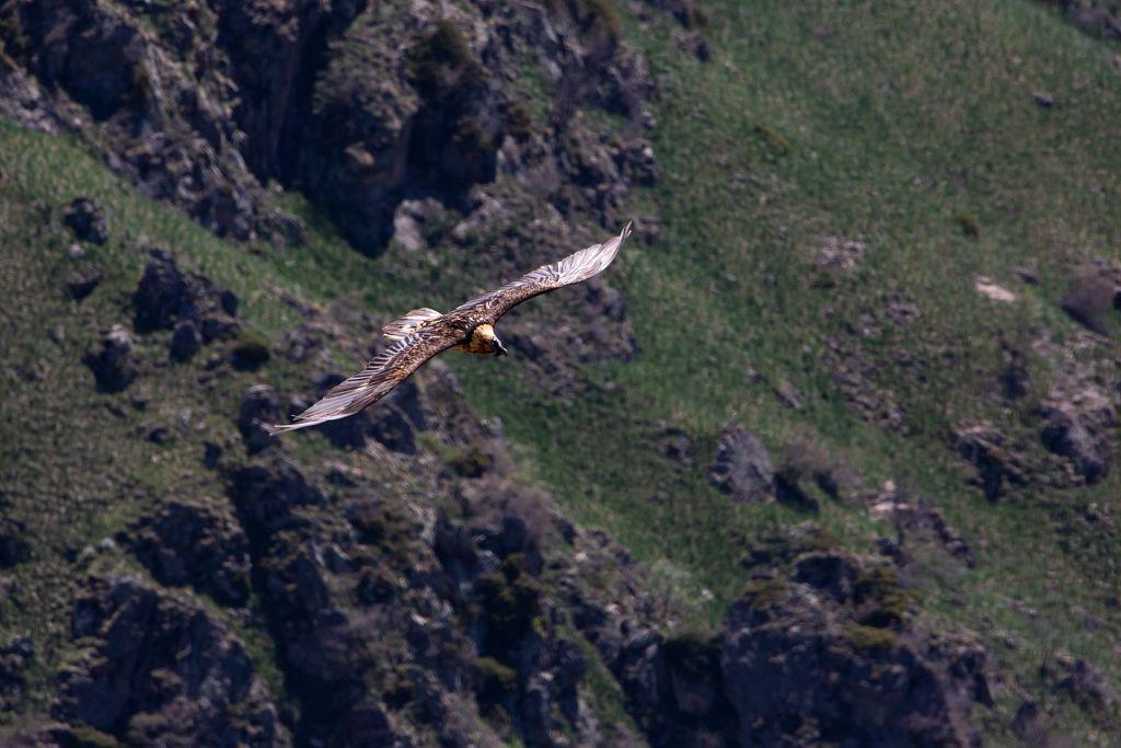 Rapace dans les airs
