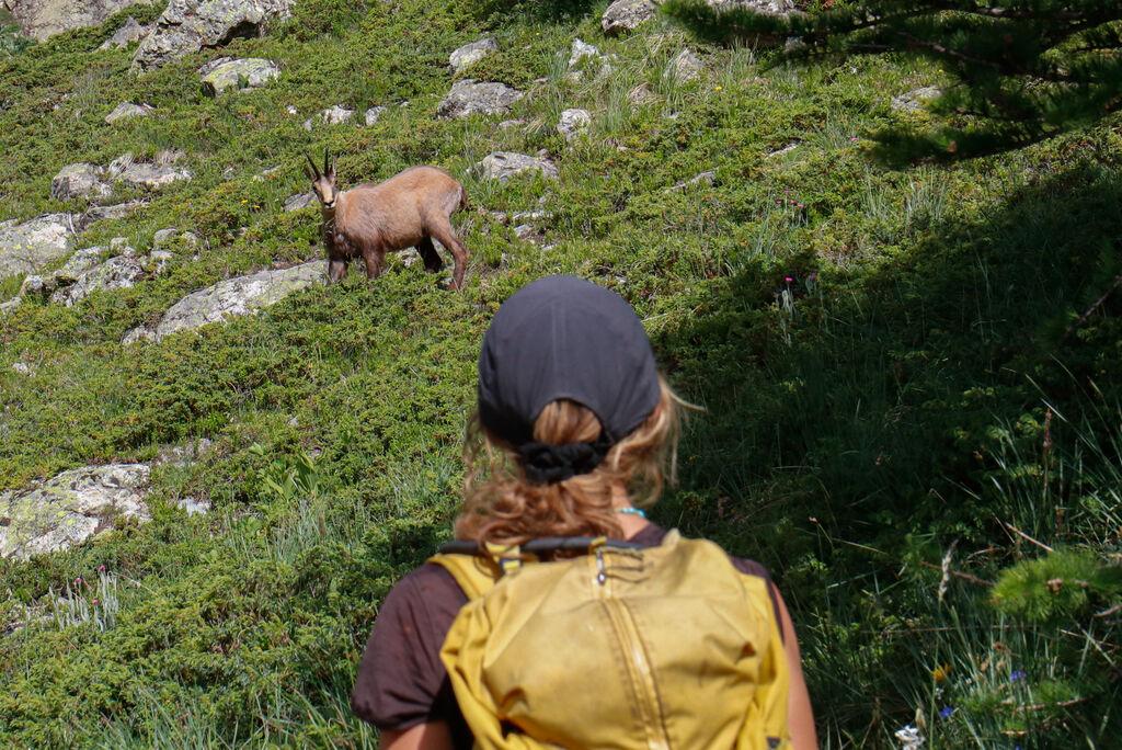 Une randonneuse face à un chamois