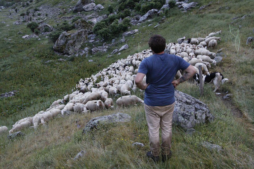 Un homme contemplant un troupeau de brebis