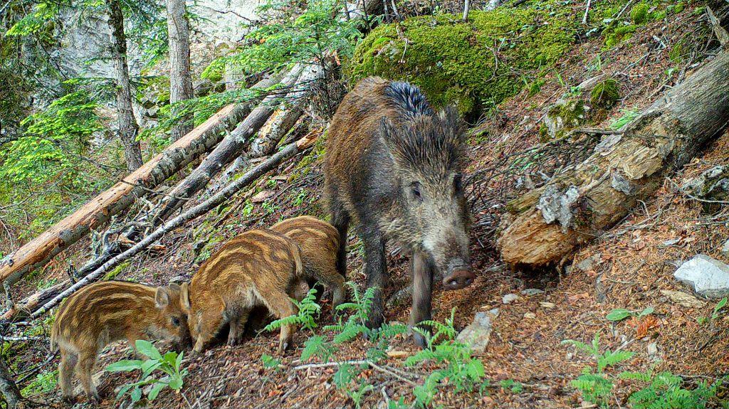 Sanglier et marcassins en forêt