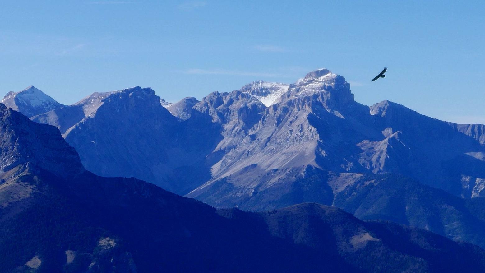 Garnd oiseau se détachant sur le ciel avec un fond de montagnes