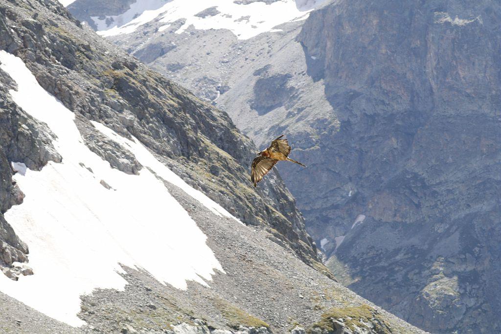 Oiseau volant sur fond de montagne
