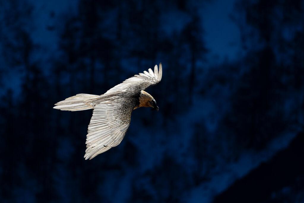Rapace volant
