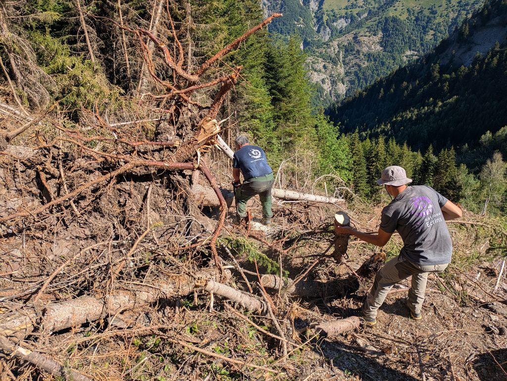 Personnes qui évacuent des arbres d'un sentier