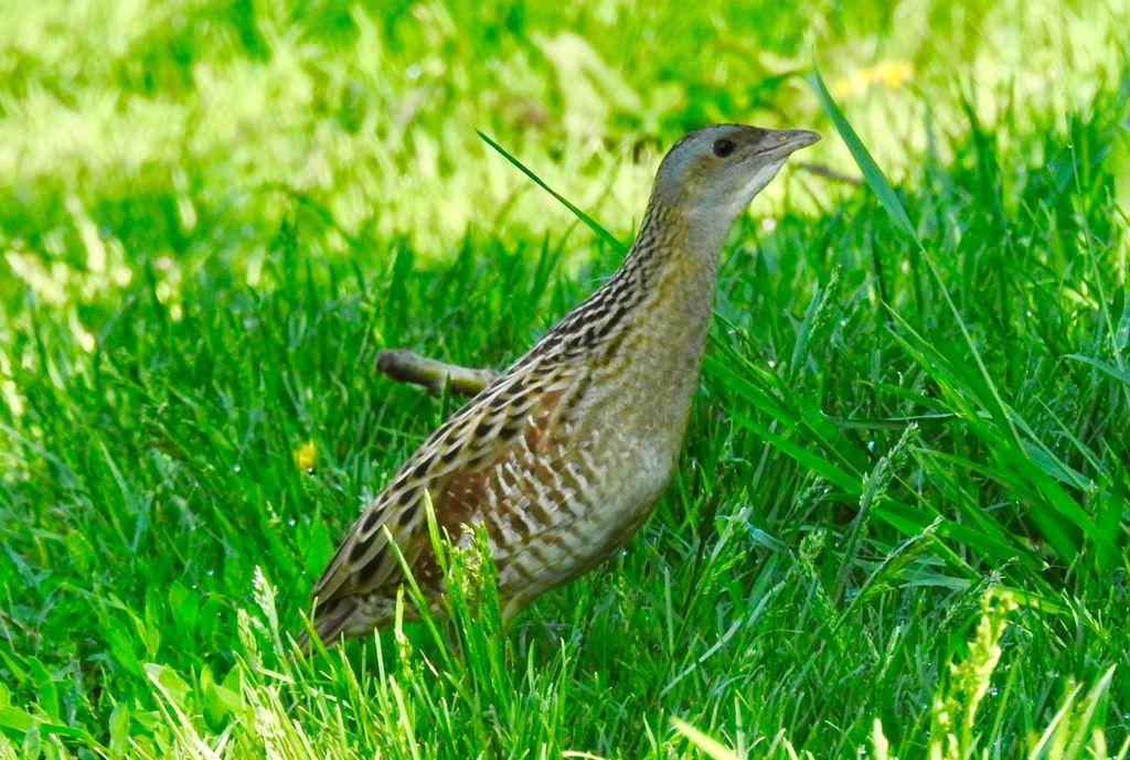 oiseau dans l'herbe