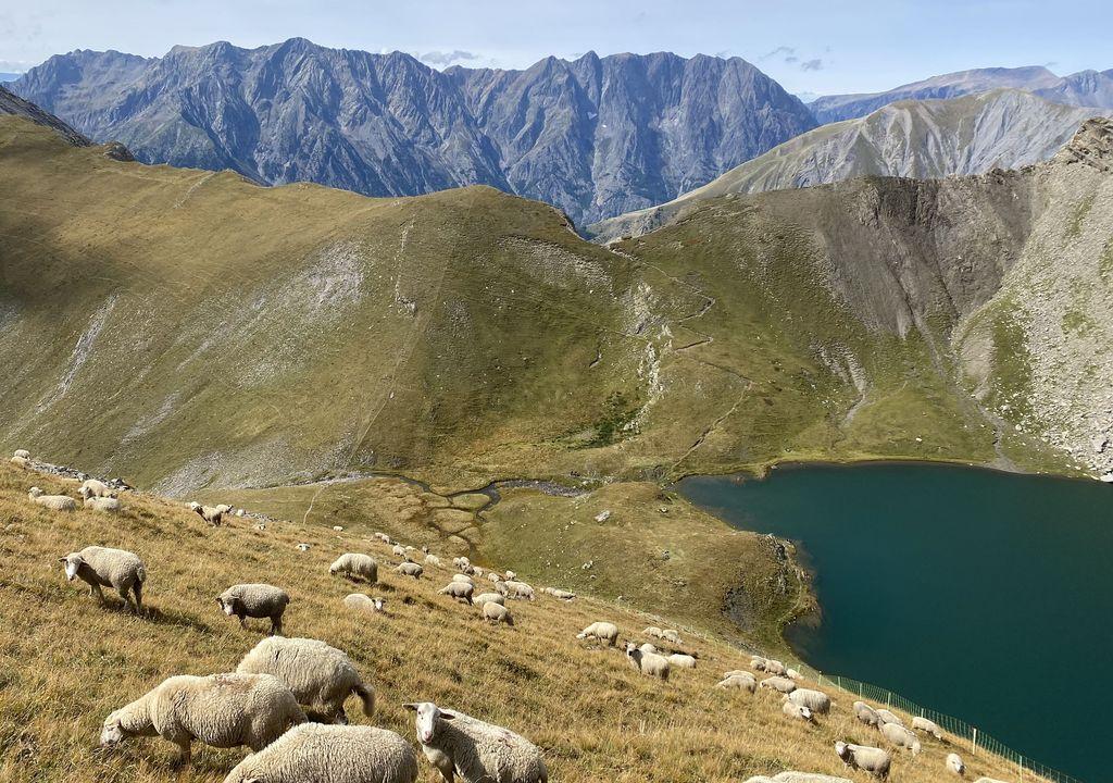 moutons au-dessus d'un lac de montagne