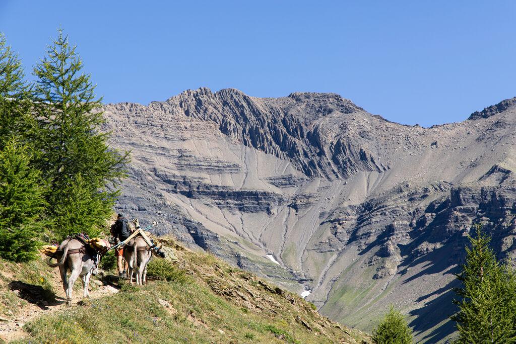 ânes sur fond de paysage de montagne