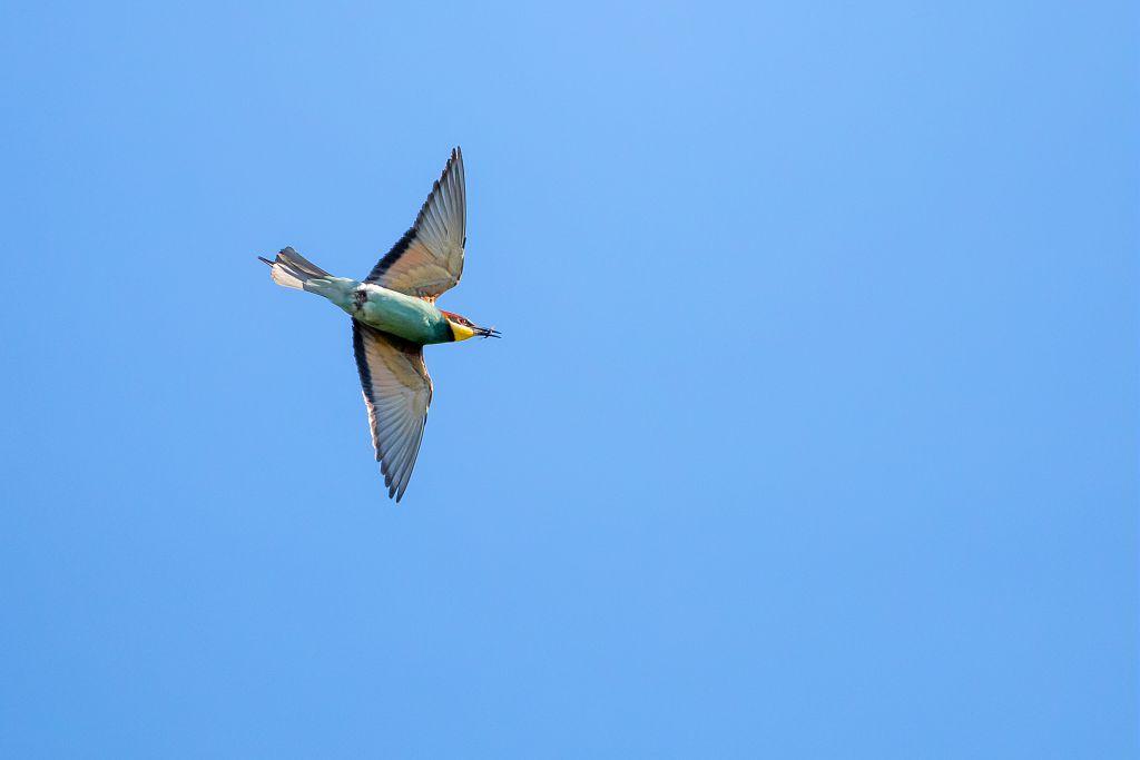 oiseau coloré sur fond de ciel bleu
