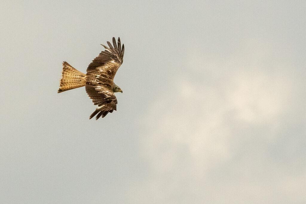 rapace sur fond de ciel nuageux