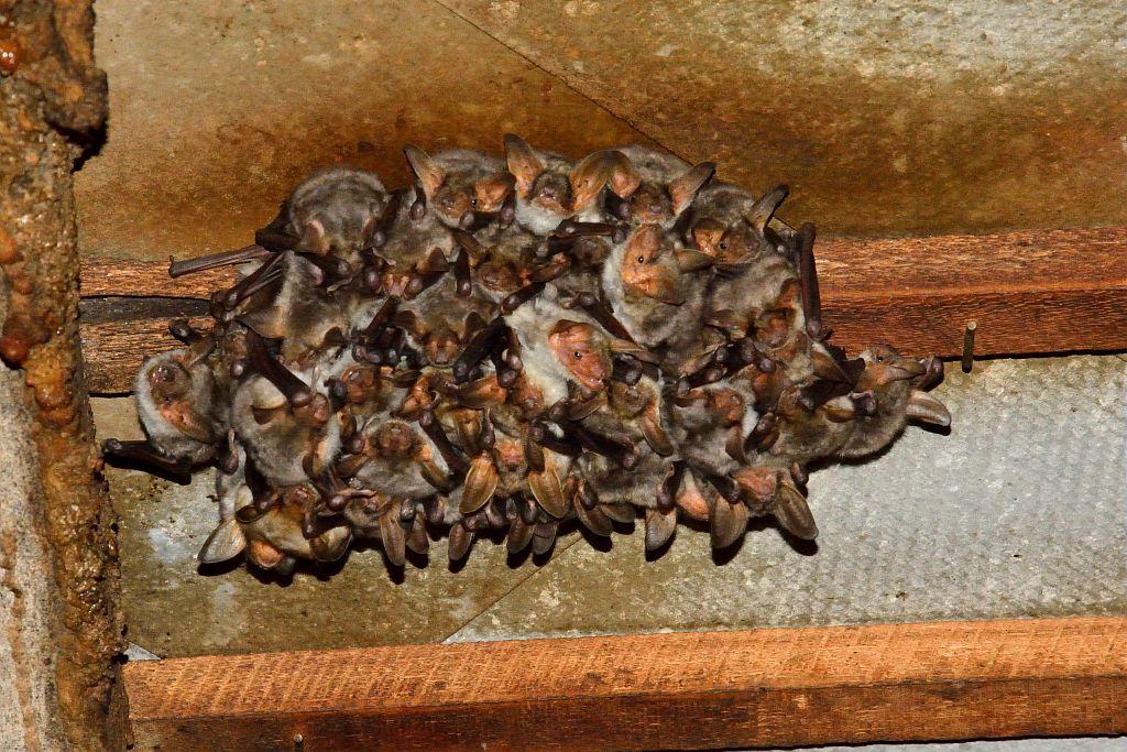 chauves-souris rassemblées sous une poutre