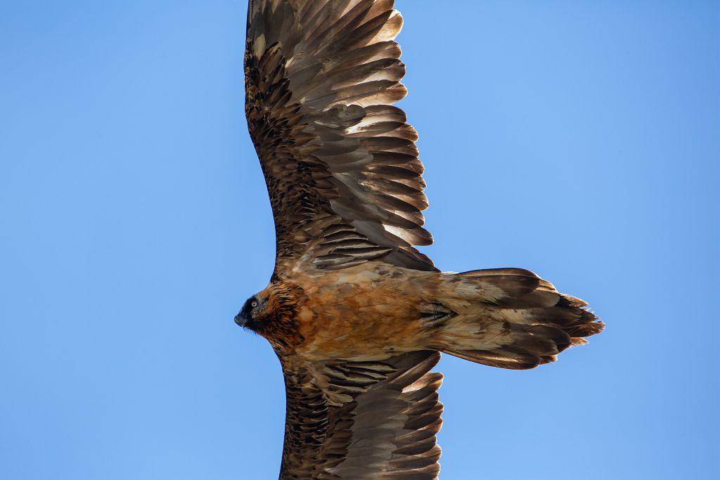 rapace dans le ciel