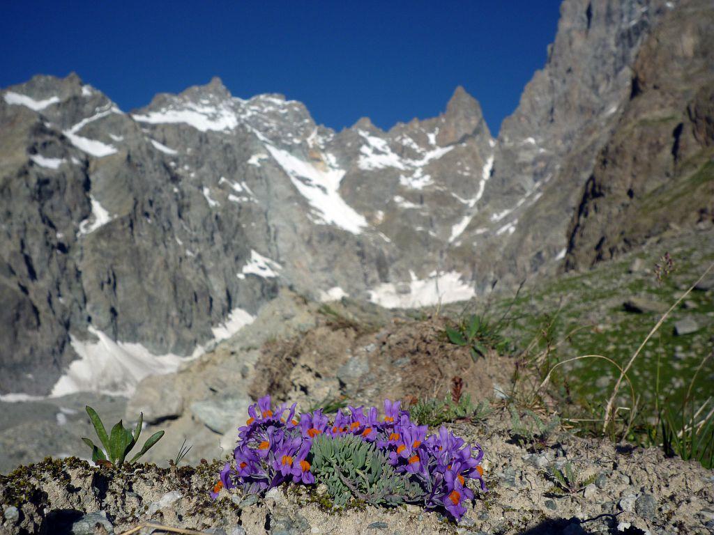 Glacier Noir - Linaire des Alpes avec le pic Coolidge et le Fifre en arrière-plan ©Thierry Maillet - Parc national des Ecrins