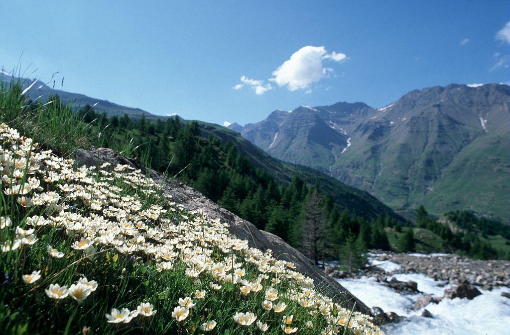 Dryade © R. Robert - Parc national des Ecrins