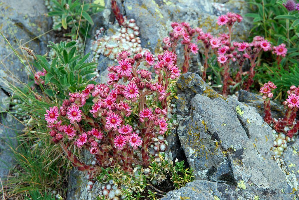 Joubarbe toile d'araignée © O. Warluzelle, Parc national des Ecrins.