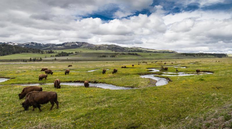 Troupeau de bisons, libre de droits.