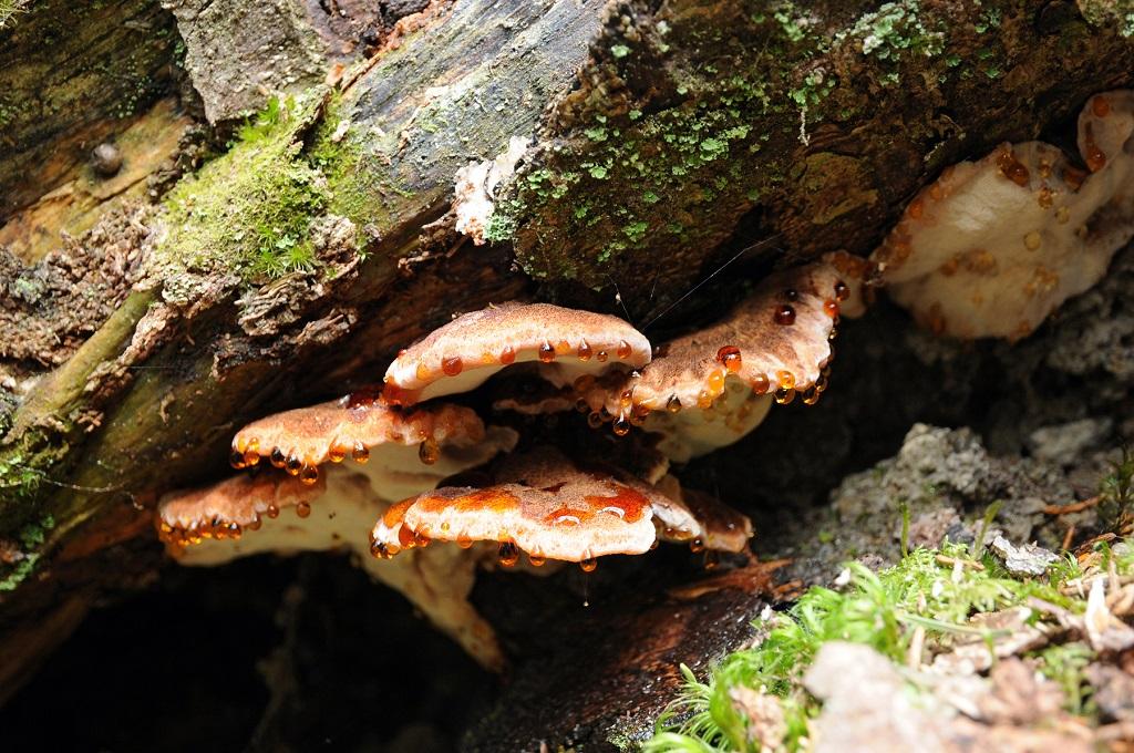 Champignon saproxylique ©Frédéric Chevaillot