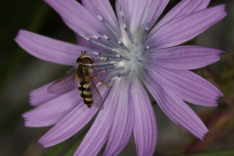 Syrphe sur laitue ©MarcCorail