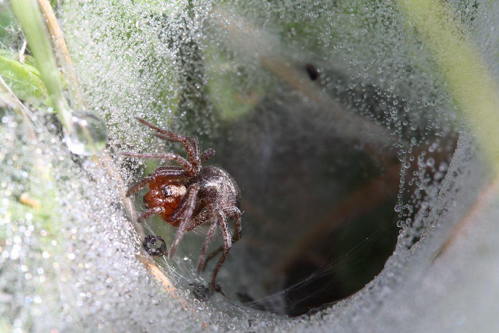 Allagelena gracilens ©MarcCorail