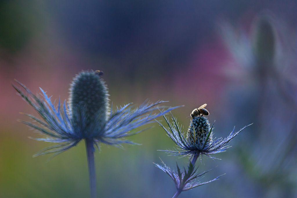 Reines des Alpes © Bertrand Bodin - PNE