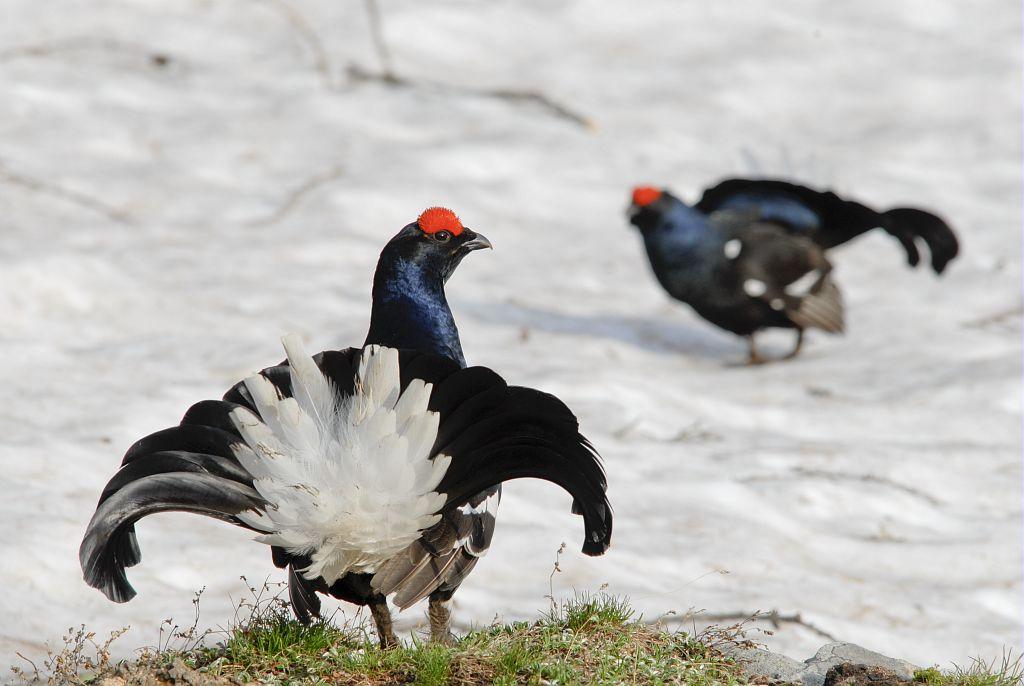 Parade de tétras-lyre © Rodolphe Papet - Parc national des Ecrins