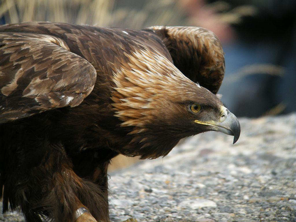 Aigle royal © Damien Combrisson - Parc national des Ecrins