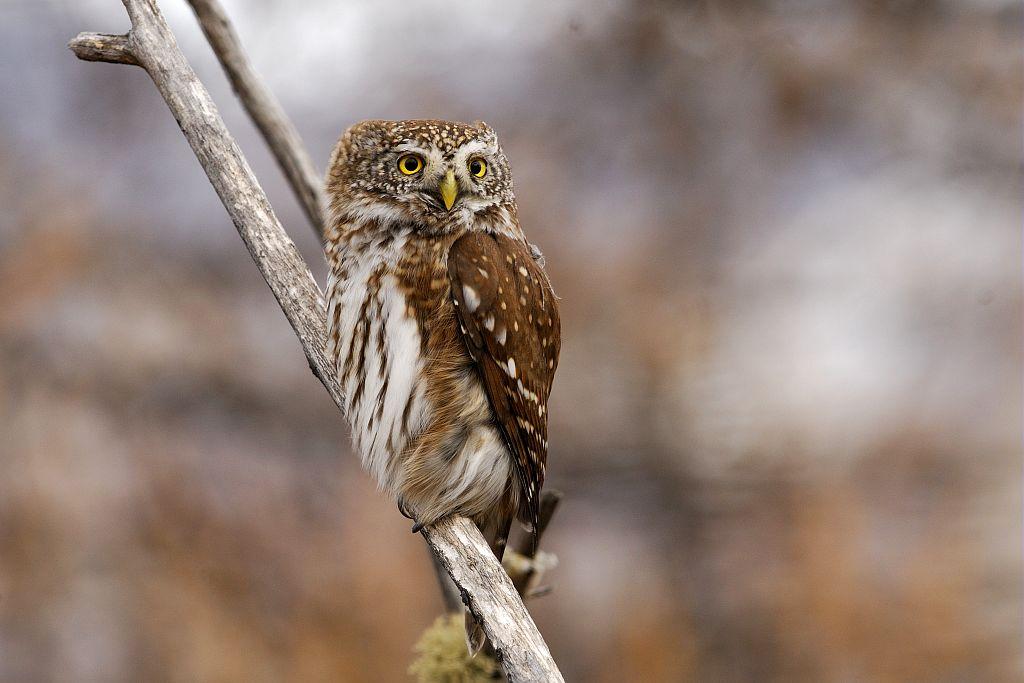 Chevêchette d'Europe © Mireille Coulon - Parc national des Ecrins