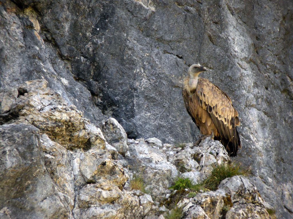 Vautour fauve © Damien Combrisson - Parc national des Ecrins