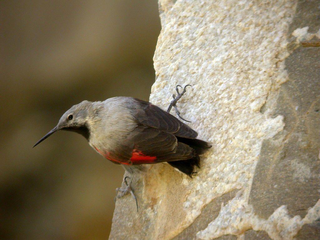 Tichodrome échelette © Damien Combrisson - Parc national des Ecrins