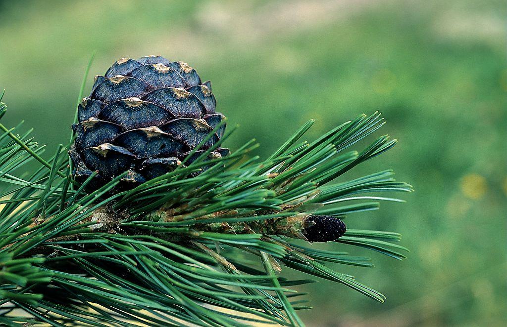 Cône de pin cembro © Bernard Nicollet - Parc national des Ecrins