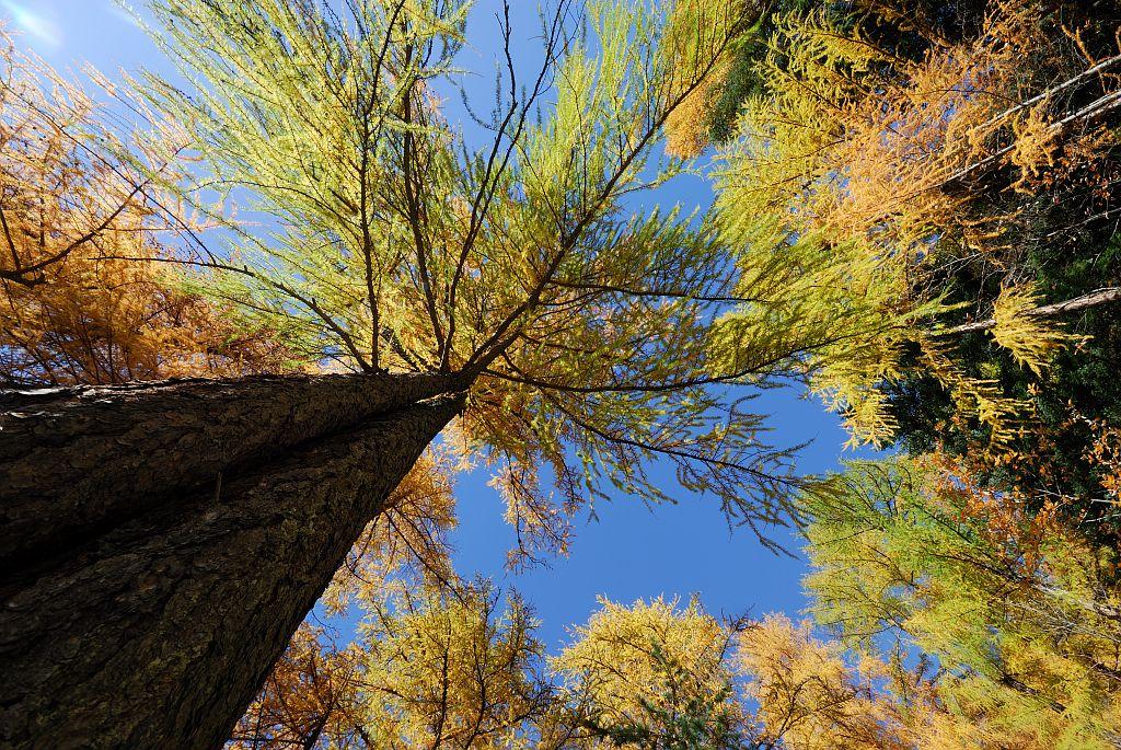 Mélèzes à l'automne © Mireille Coulon - Parc national des Ecrins