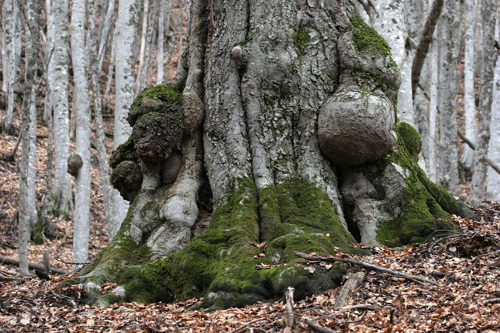 Hêtre remarquable © Marc Corail - Parc national des Ecrins