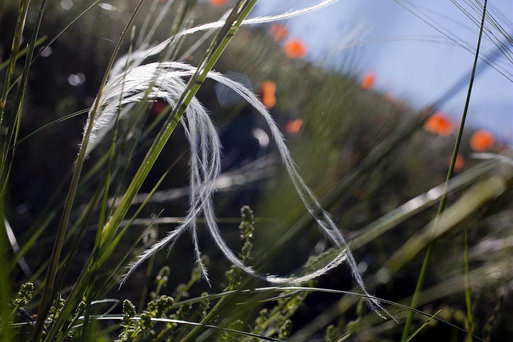 Stipe pennée sur la commune des Vigneaux © Pascal Saulay - Parc national des Ecrins
