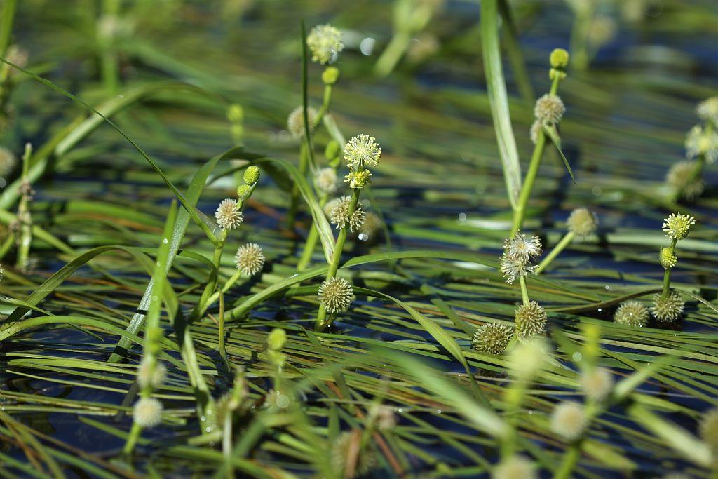 Rubanier à feuilles étroites, Sparganiacées, Lac Fourchu. Valbonnais © Cédric Dentant - Parc national des Ecrins