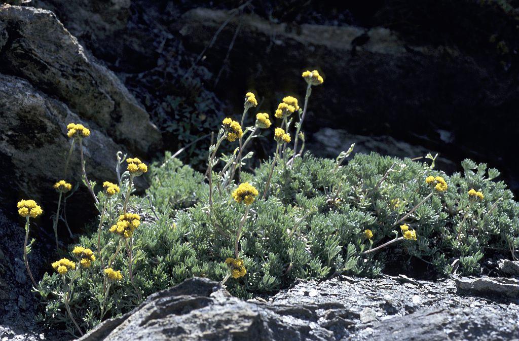 Génépi des glaciers © Bernard Nicollet - Parc national des Ecrins