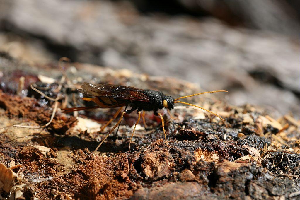 Le syrex géant © Bernard Nicollet - Parc national des Ecrins