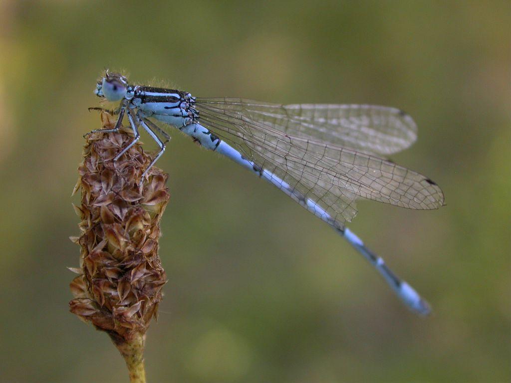 Agrion de Mercure © Damien Combrisson - Parc national des Ecrins