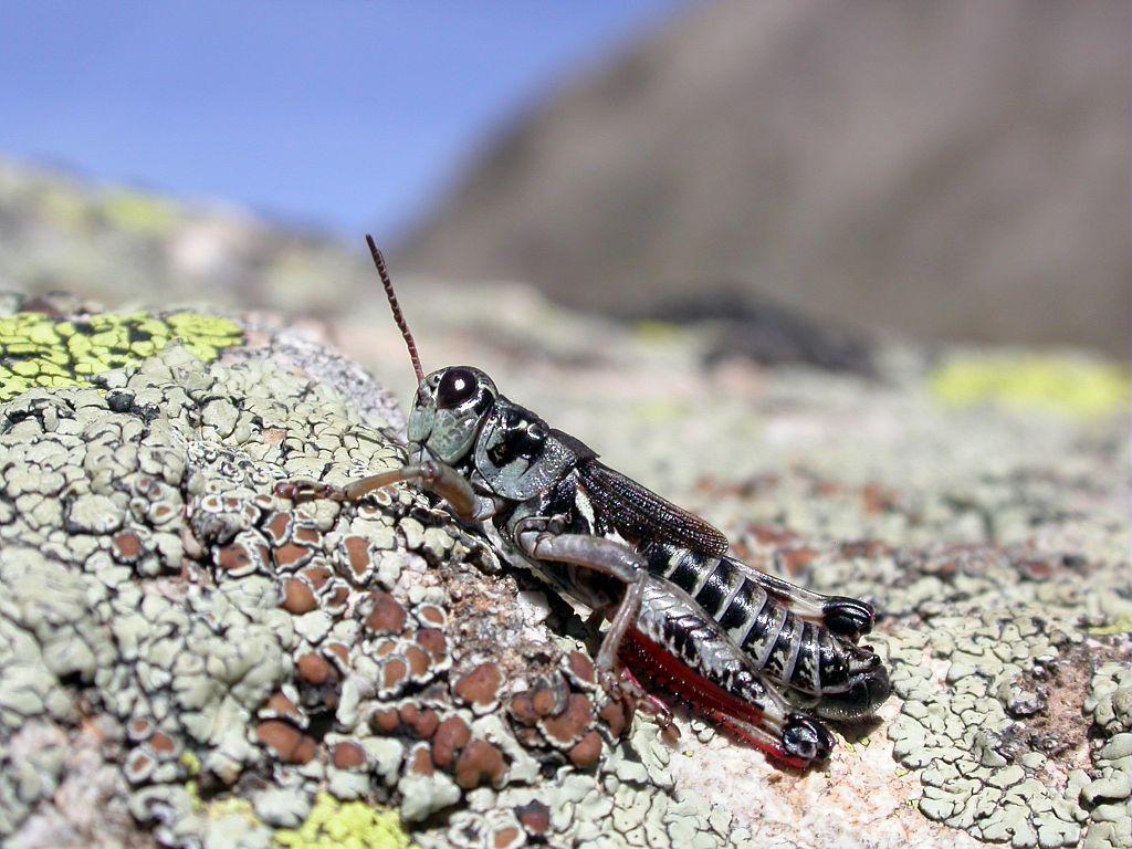 Miramelle des frimas © Blandine Delenatte - Parc national des Ecrins