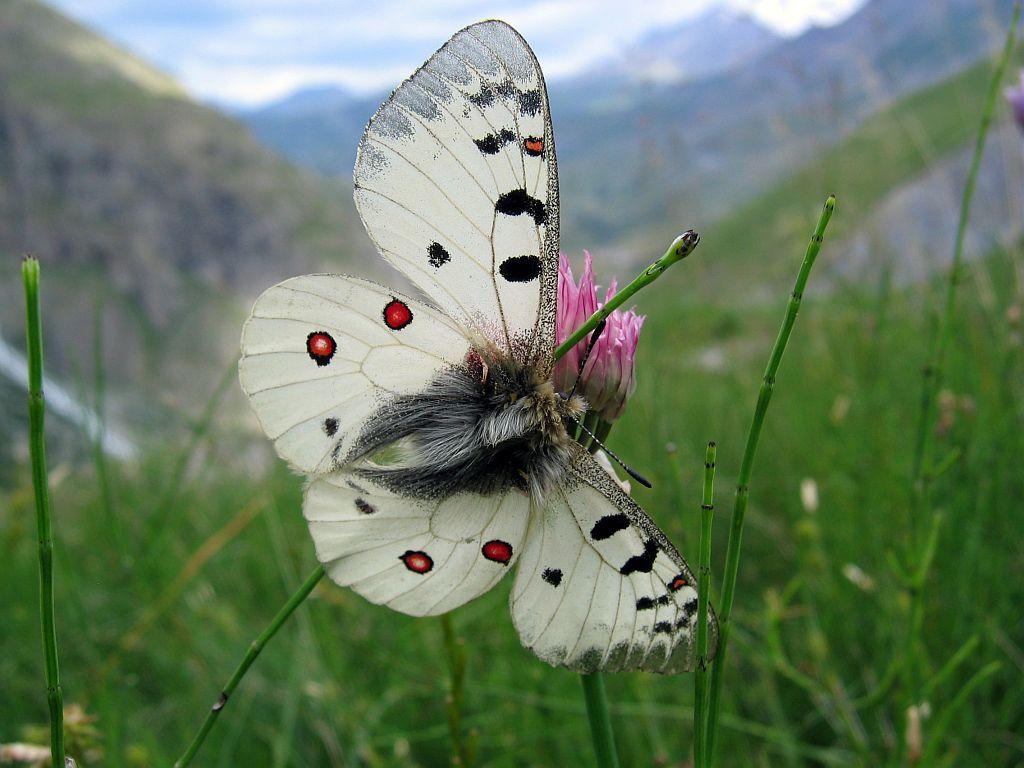 Petit apollon © Christophe Albert - Parc national des Ecrins