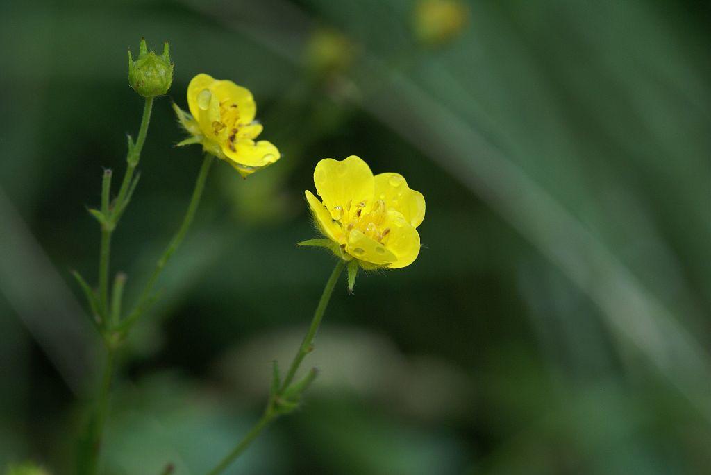 Potentille du Dauphiné ©Cédric Dentant - Parc national des Ecrins