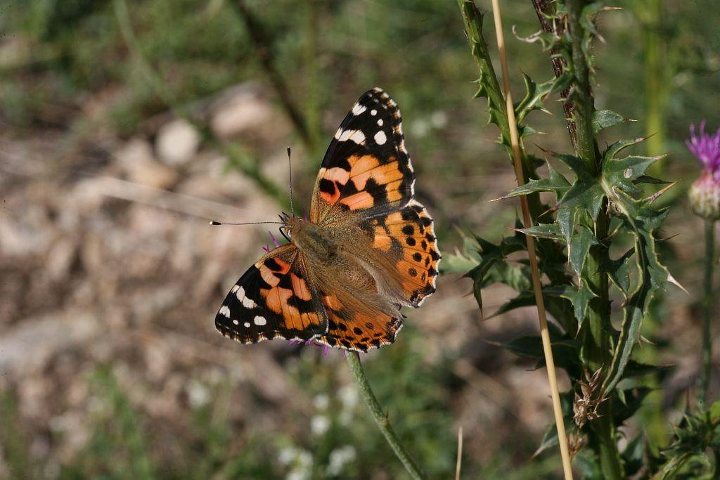 Belle Dame © Bernard Nicollet -Parc national des Ecrins