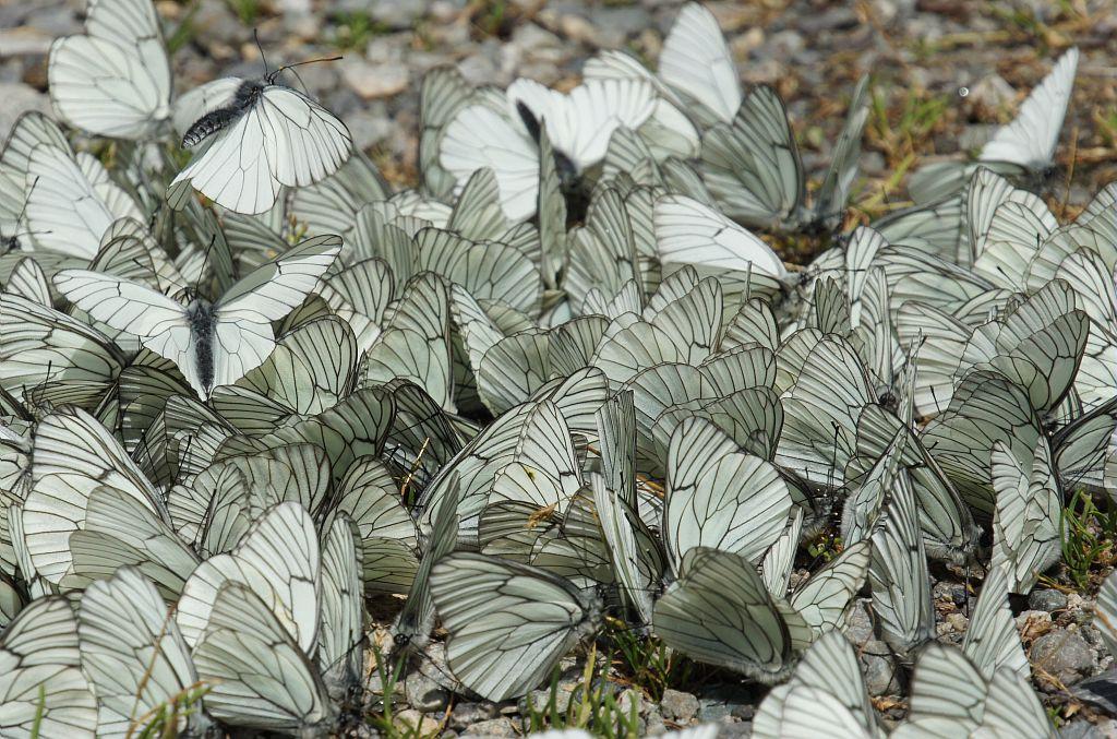 Papillons gazé © L-Imberdis - Parc national des ecrins