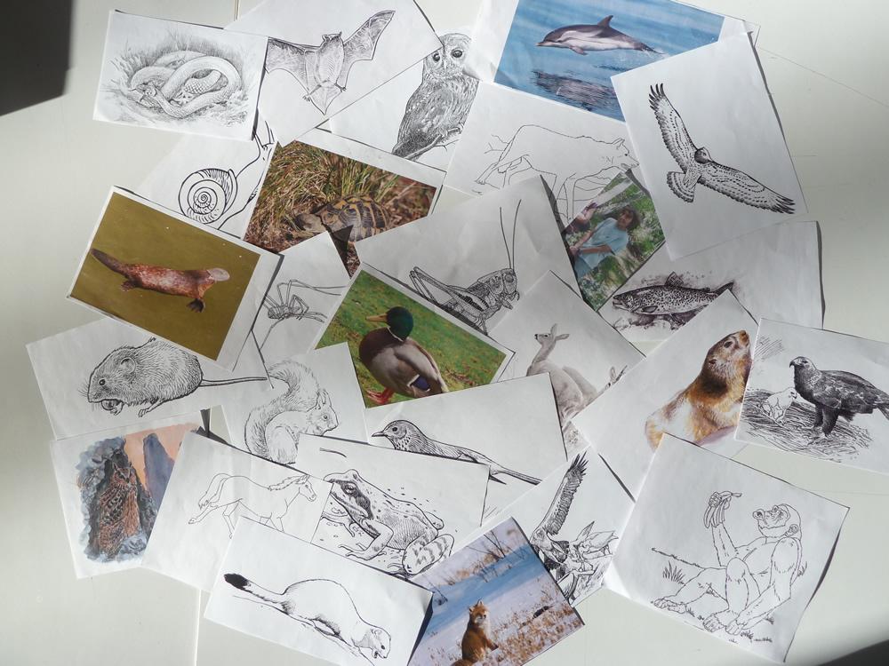 Animation parc national des Ecrins - Ecole les vigneaux - 2014-2015