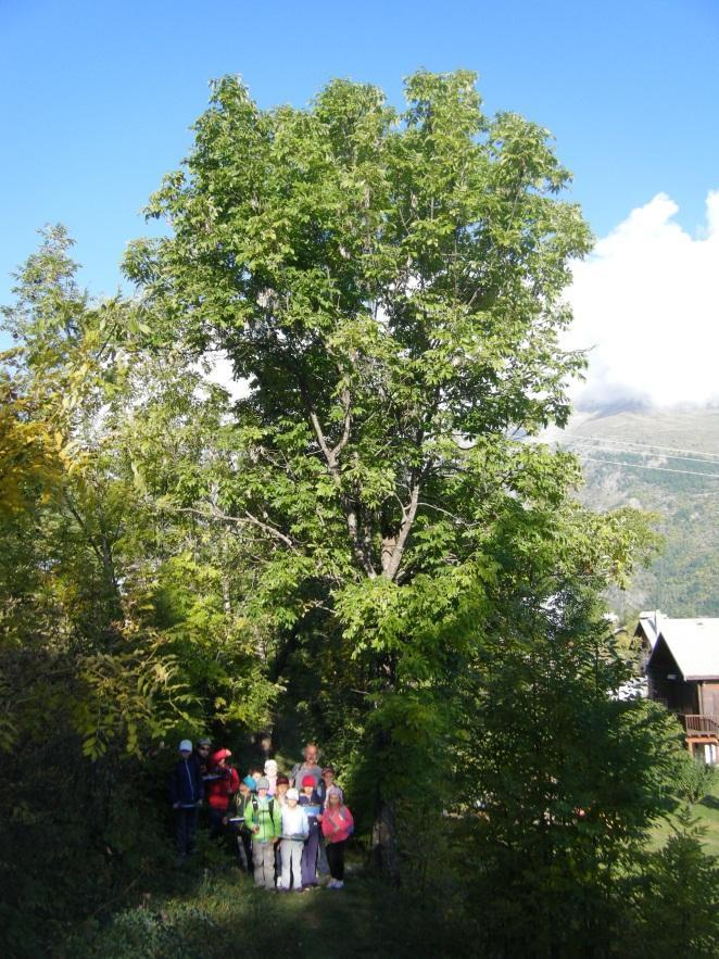 Frène, arbre totem des écoliers du Puy Saint-Vincent - intervention pédagogique Parc national des Ecrins