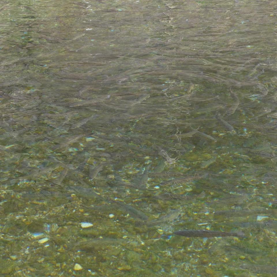 école de Freissinières - dec 2015 - visite à la pisciculture avec le Parc national des Ecrins