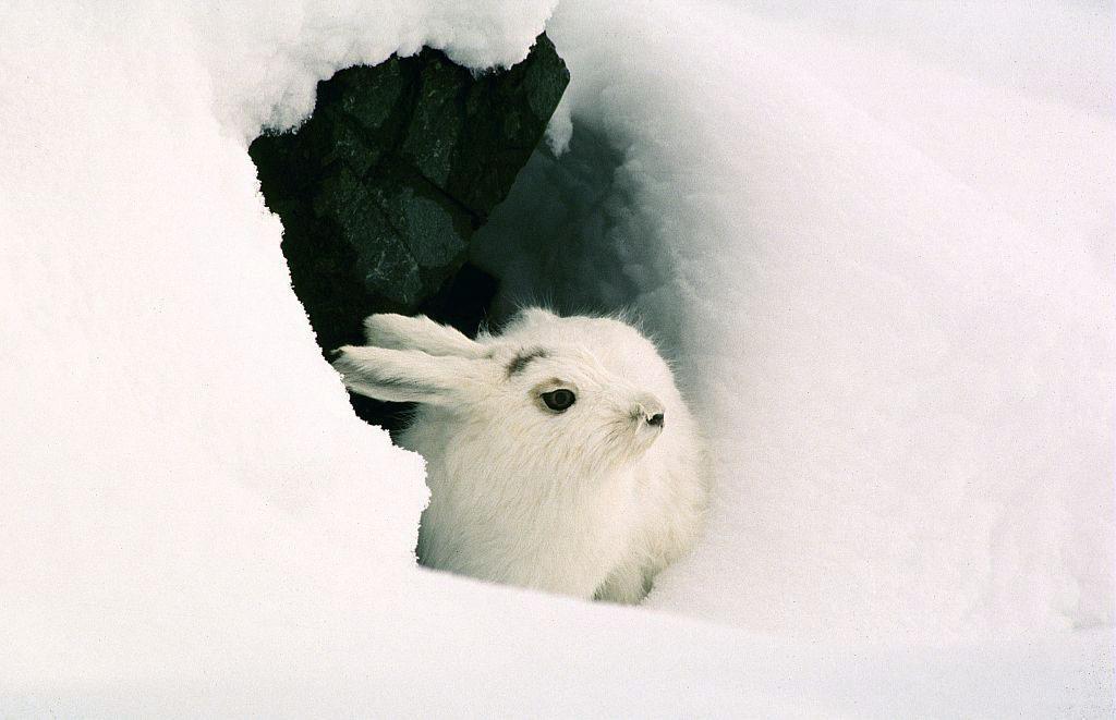 Lièvre variable - photo R.Chevalier - Parc national des Ecrins