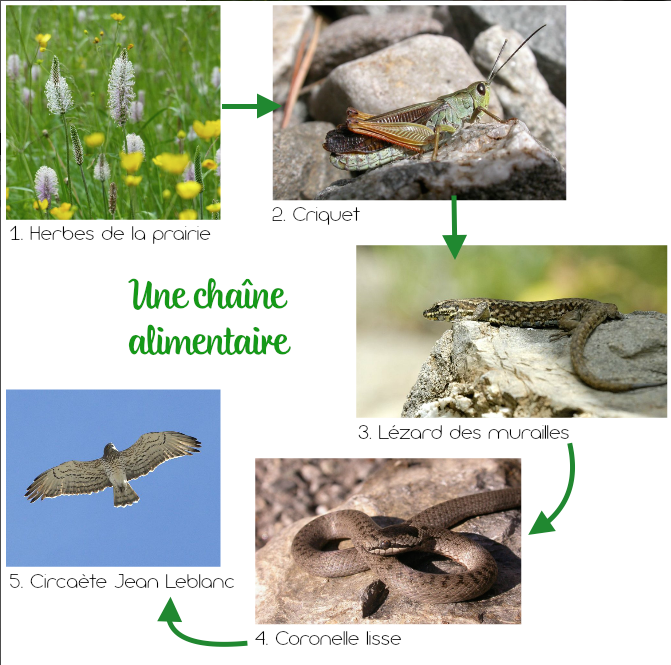 projet pédagogique - CP Vallouise - 2015-2016 avec le Parc national des Ecrins