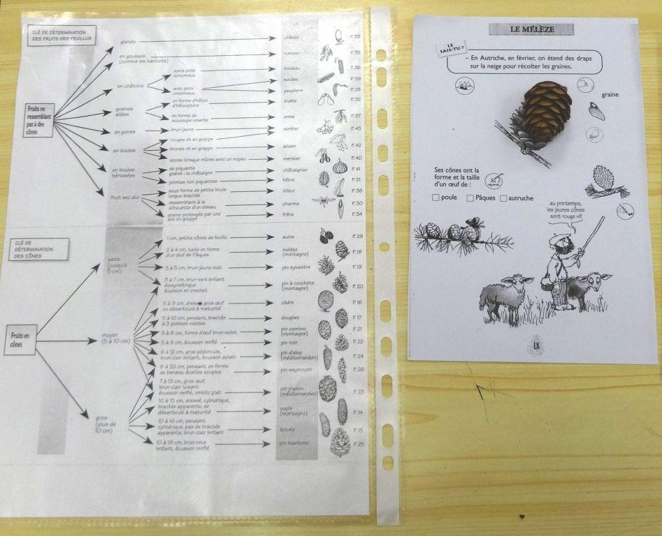 arbres et paysage - projet pédagogique 2014-2015- école saint-Firmin - Parc national des Ecrins