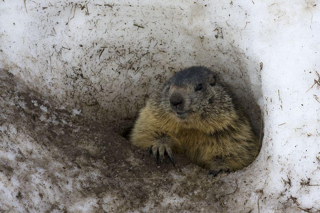 projet pédagogique Freney d'Oisans avec le Parc national des Ecrins - animaux sauvages - 2017-2018