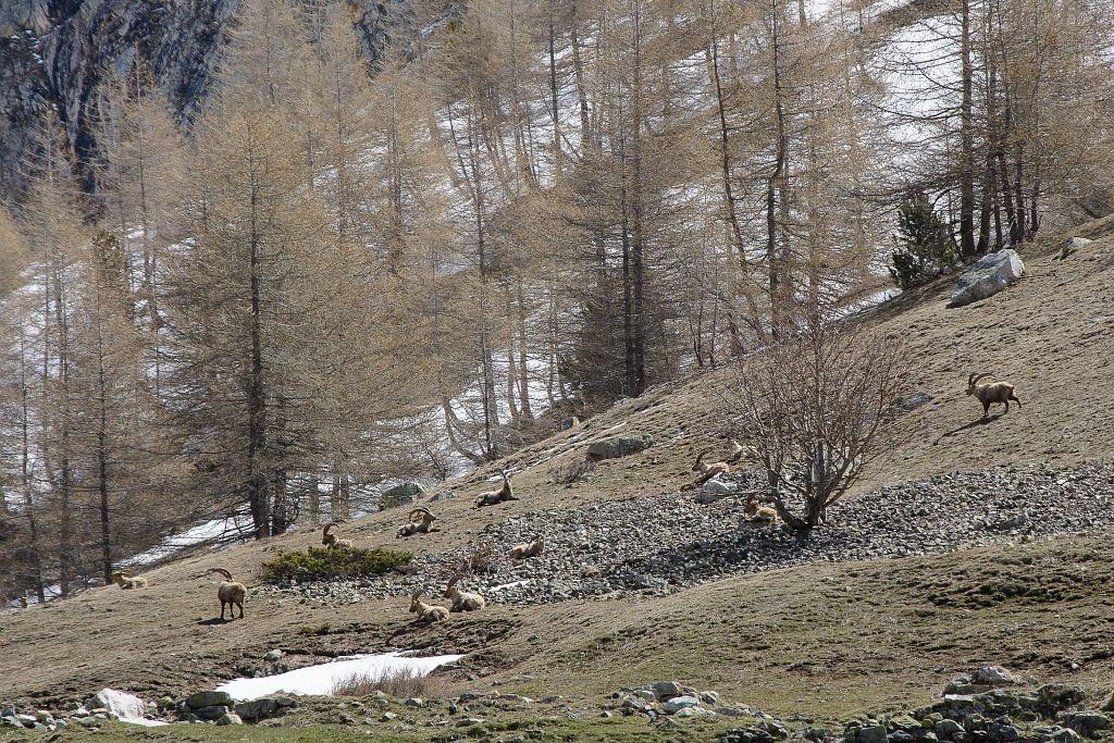 Sortie scolaire bouquetins Cerces dans la cadre du programme Alcotra Lemed Ibex © M.Coulon - Parc national des Écrins